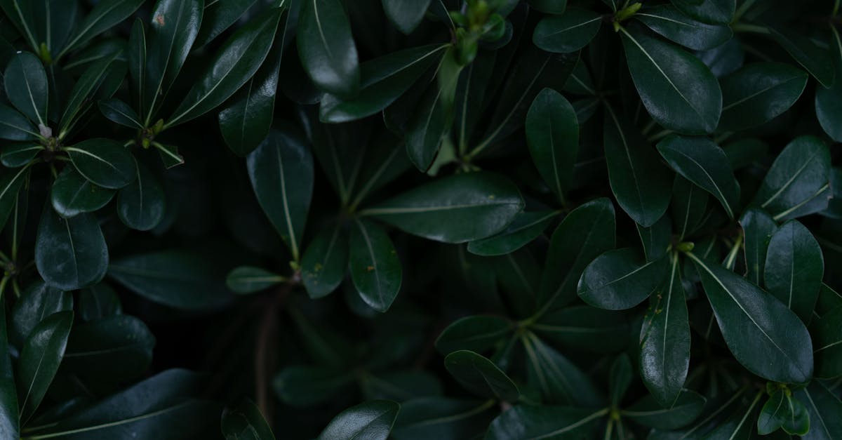 découvrez le pittosporum kohuhu, un arbuste ornemental remarquable pour ses feuilles brillantes et sa croissance rapide, idéal pour vos haies et jardins décoratifs.