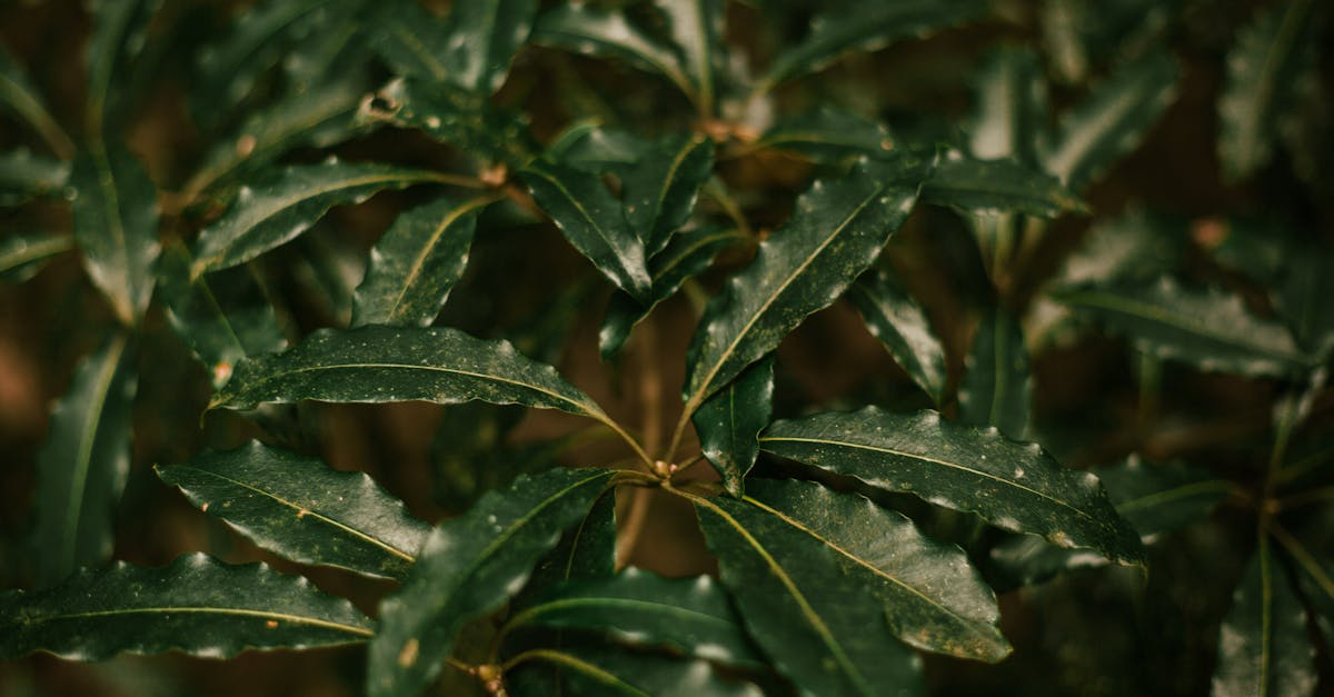 découvrez le pittosporum kohuhu, un arbuste australien au feuillage dense et décoratif, idéal pour haies et aménagements paysagers.
