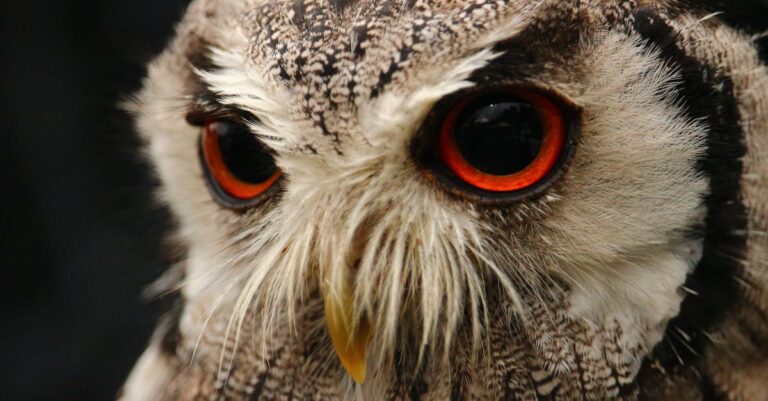 emupedia : une encyclopédie en ligne dédiée aux jeux vidéo rétro, émulateurs, et à la culture du gaming classique.