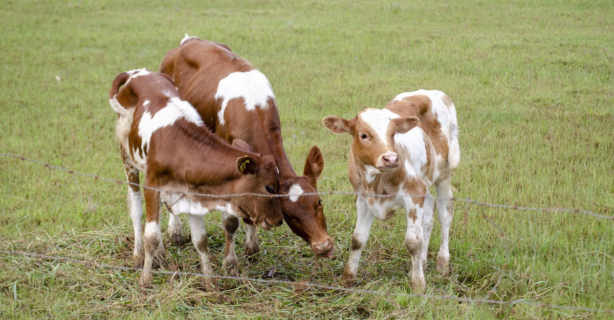 découvrez l'histoire fascinante des triplés de belleville, une aventure familiale unique au cœur de la ville.