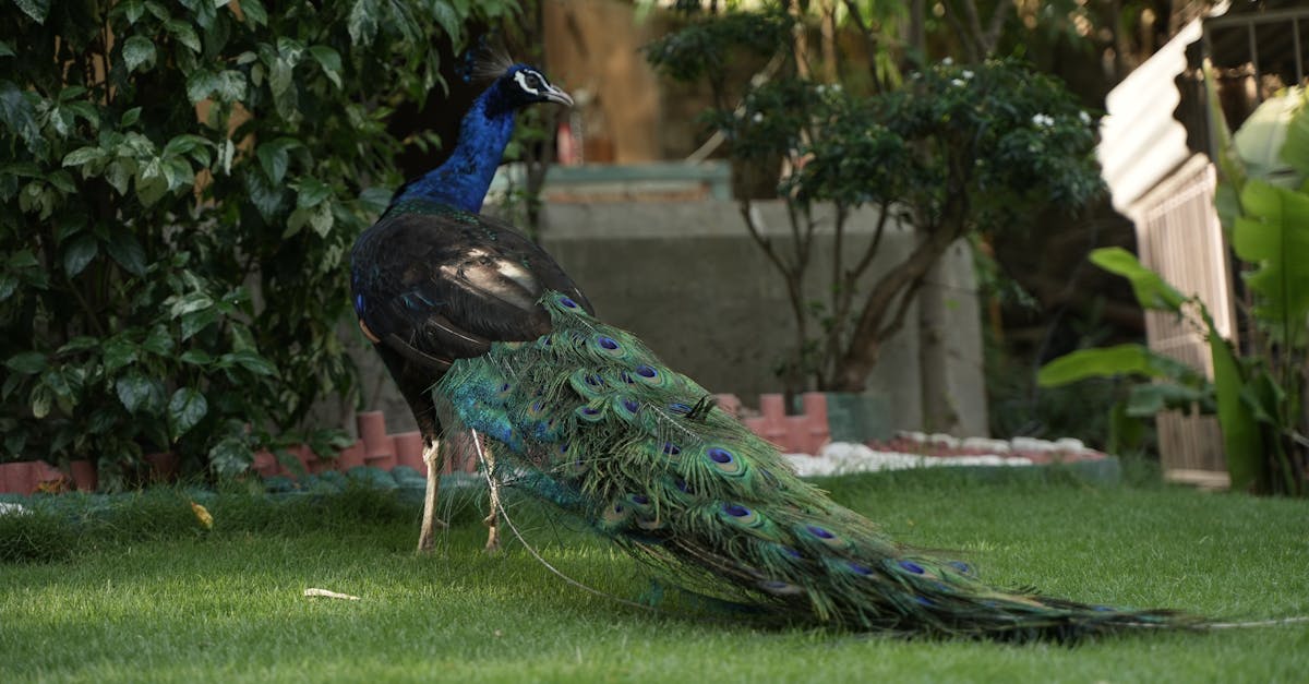 découvrez l'importance des mots-clés à longue traîne pour améliorer le référencement naturel de votre site web et attirer un trafic qualifié.