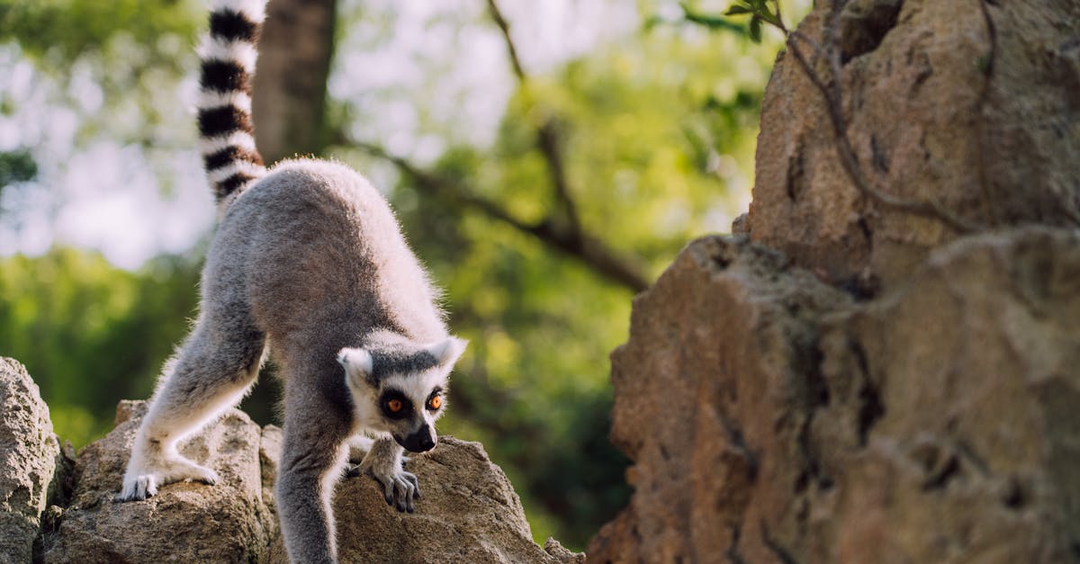 découvrez comment utiliser les mots-clés longue traîne pour améliorer le référencement de votre site et attirer un trafic qualifié.