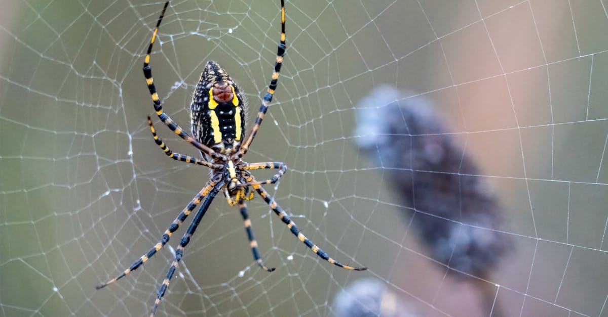 découvrez le web crawling, une technique d'exploration automatisée du web permettant de collecter et d'analyser des données pour optimiser votre veille et vos projets numériques.