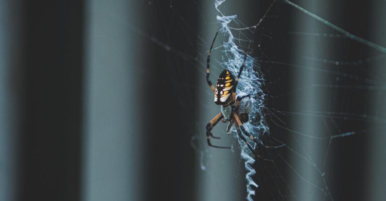 découvrez le web crawling, une technique automatisée d'exploration et d'extraction de données sur internet, essentielle pour l'analyse et la collecte d'informations en ligne.