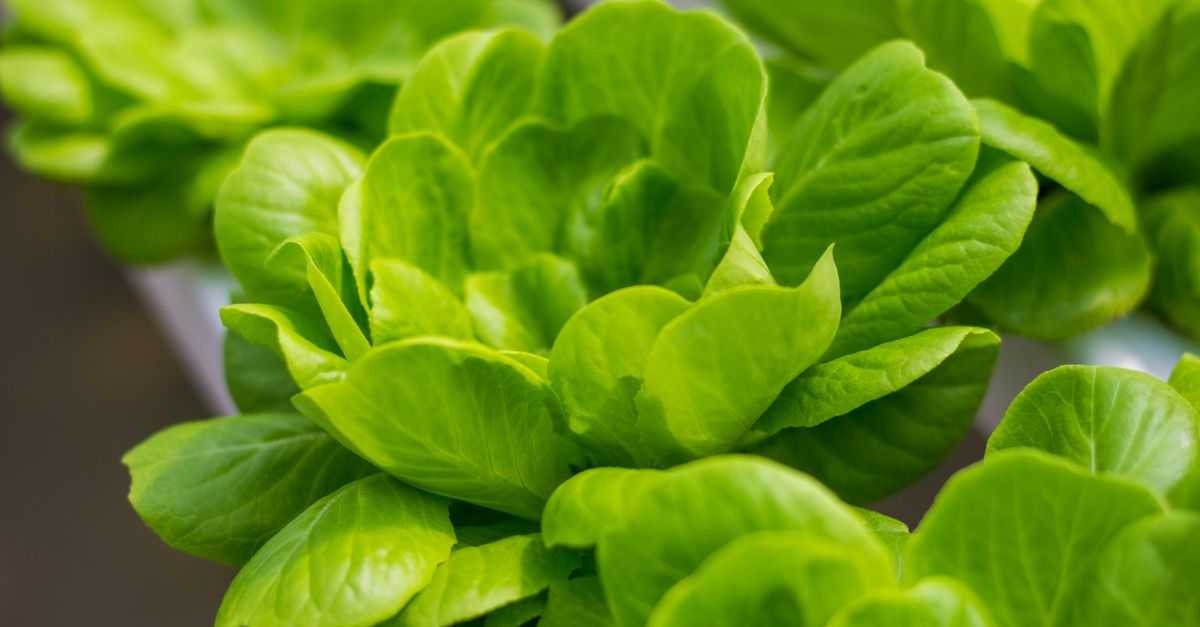 découvrez l'aquaponie, un système durable combinant la culture de plantes et l'élevage de poissons pour un jardinage écologique et efficace.