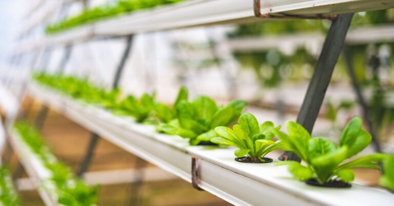 découvrez l'aquaponie, une méthode durable combinant culture de plantes et élevage de poissons pour un écosystème autonome et écologique.
