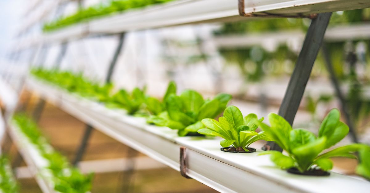 découvrez l'aquaponie, une méthode durable combinant culture de plantes et élevage de poissons pour un écosystème autonome et écologique.