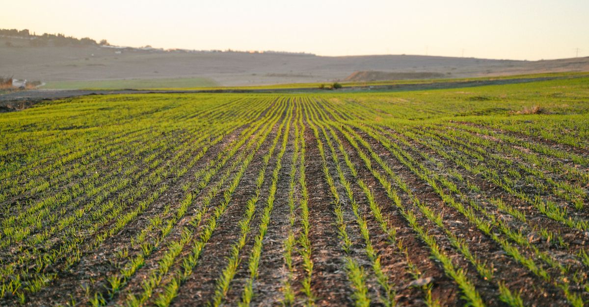 découvrez l'agriculture écologique, une méthode durable qui respecte l'environnement, favorise la biodiversité et utilise des pratiques naturelles pour produire des aliments sains.