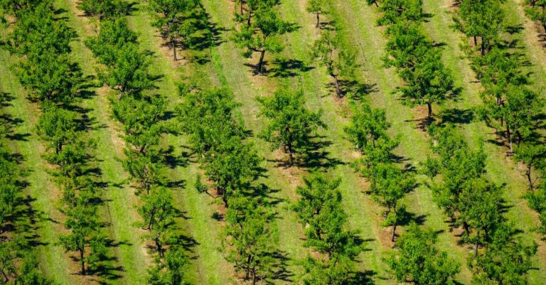 découvrez l'agriculture écologique, une approche durable et respectueuse de l'environnement qui favorise la biodiversité et la santé des sols.