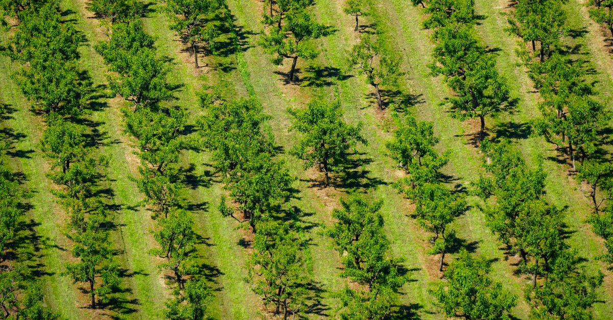 découvrez l'agriculture écologique, une approche durable et respectueuse de l'environnement qui favorise la biodiversité et la santé des sols.