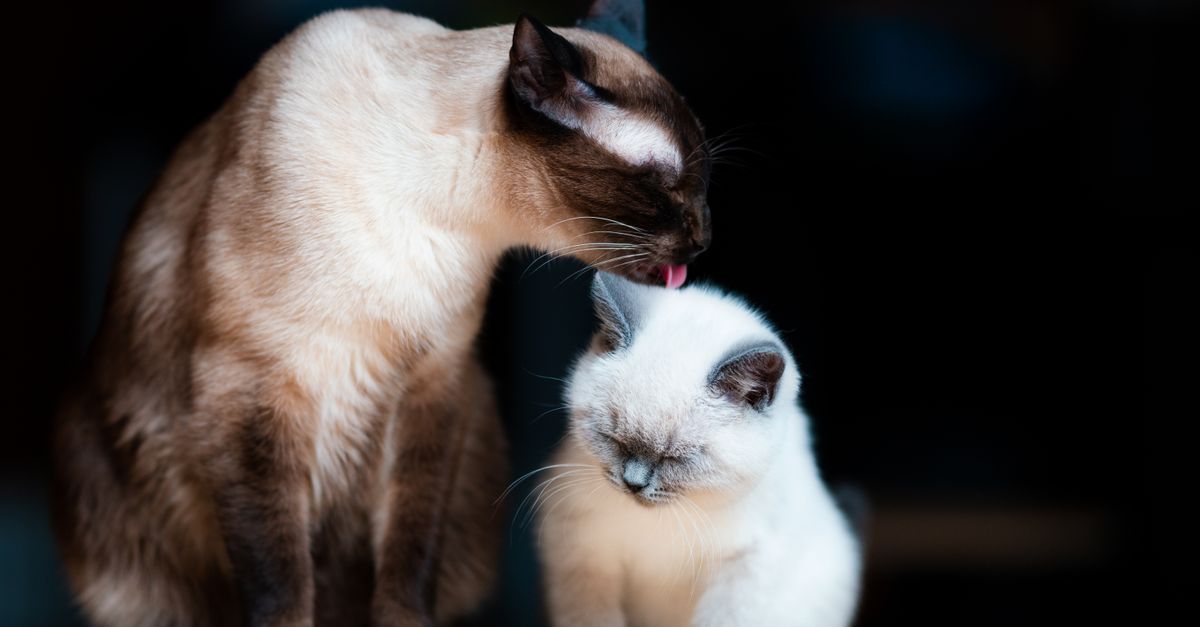 conseils pratiques pour bien prendre soin de votre chat au quotidien : alimentation, santé, hygiène et bien-être.
