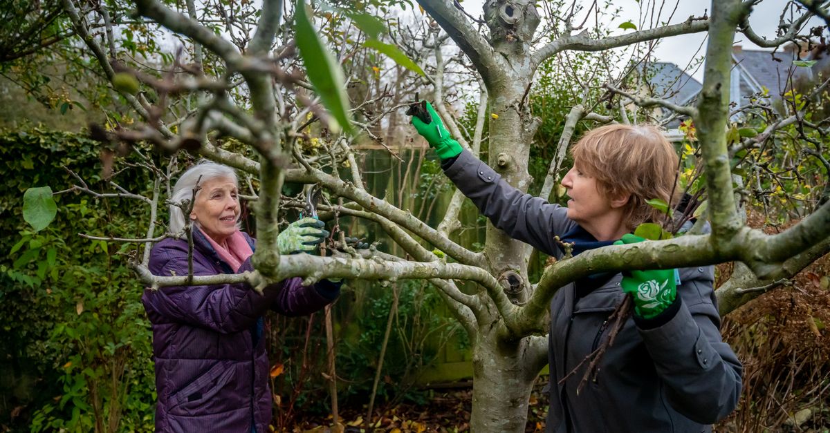 découvrez les techniques essentielles de la taille pour entretenir vos arbres et arbustes, favoriser leur croissance et améliorer leur santé.