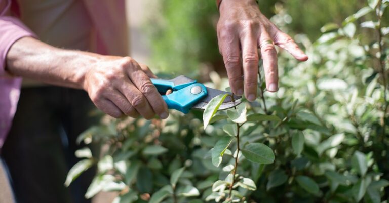 découvrez les meilleures techniques de taille pour vos plantes et arbres afin de favoriser leur croissance et leur santé.